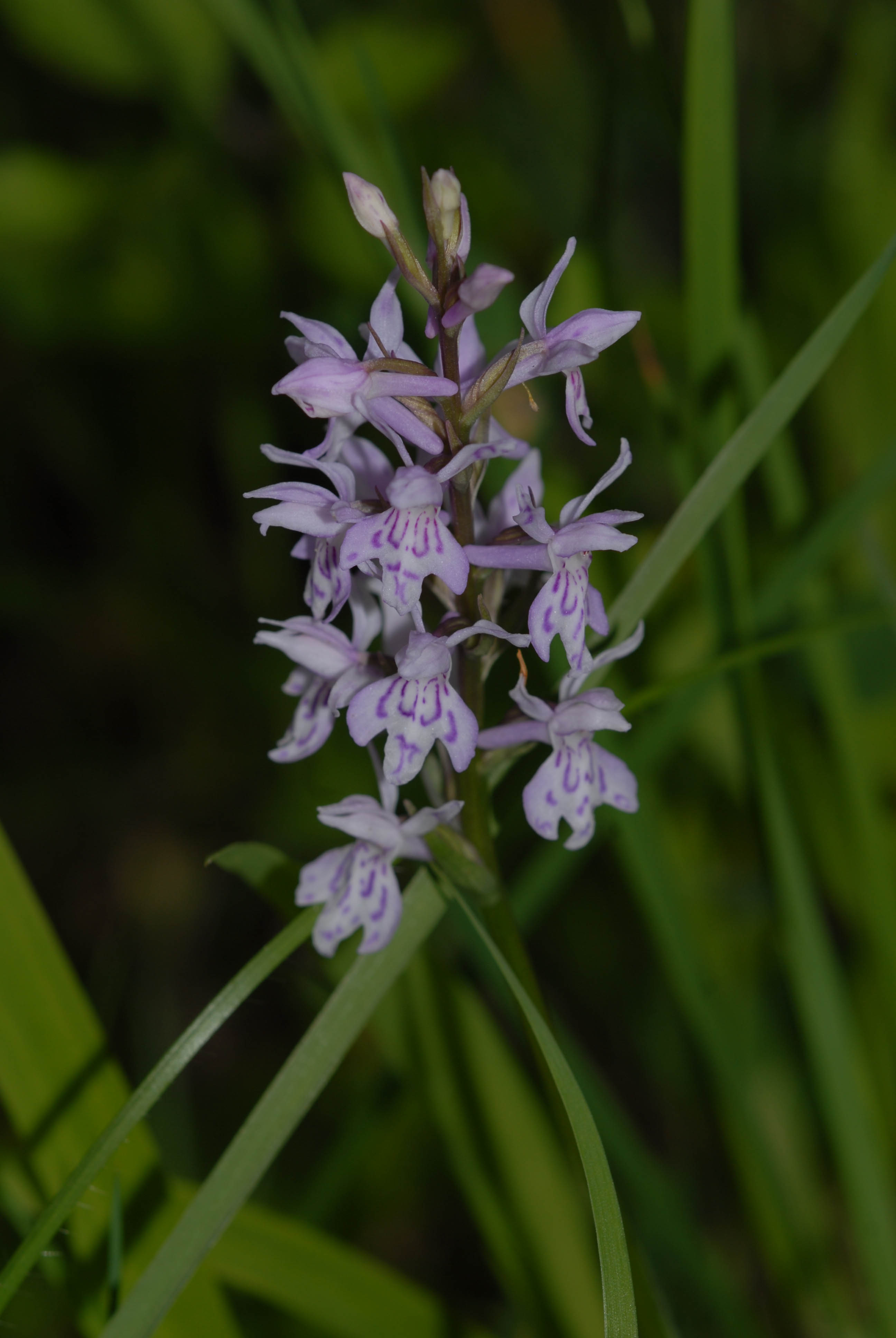 Orchis de fuchs dactylorhiza fuchsii 14 06 10 1 