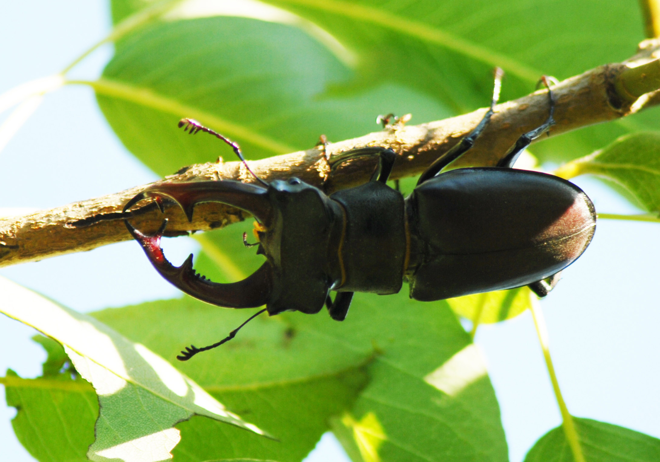 Lucane m lucanus cervus 25 05 11 3 