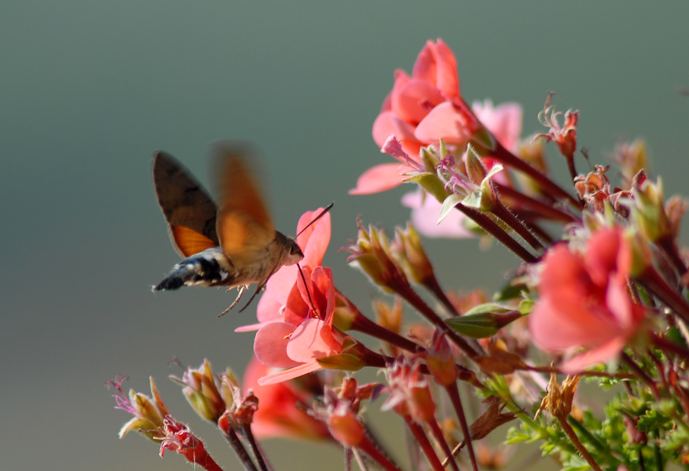 Oiseau mouche macroglossum stellatarum 04 10 09 4