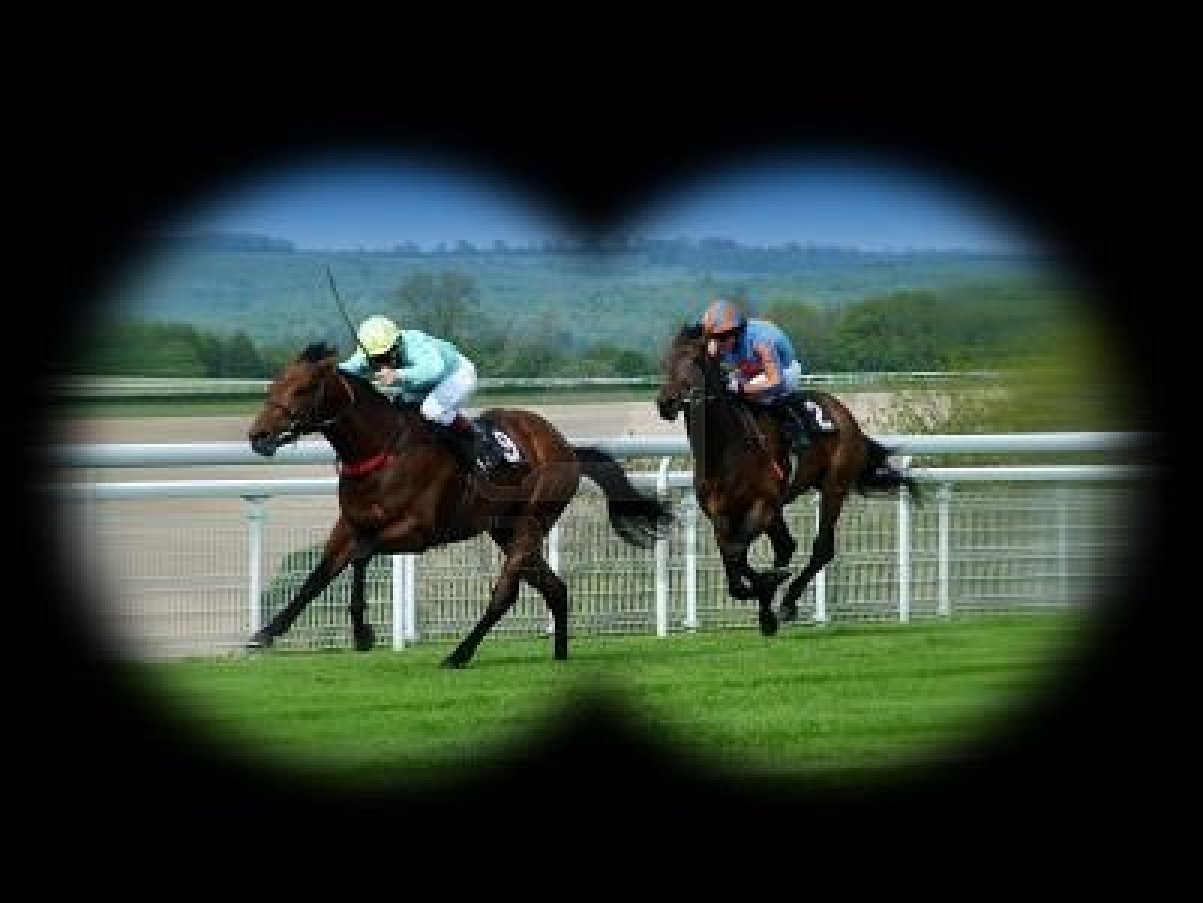 371133 chevaux de course