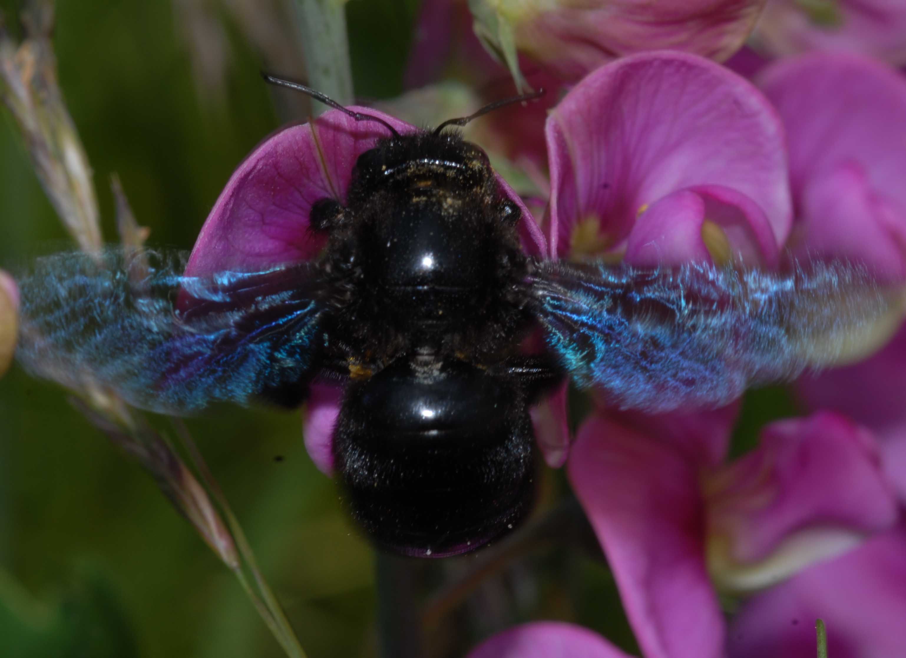 Xylocopa valga 30 06 10