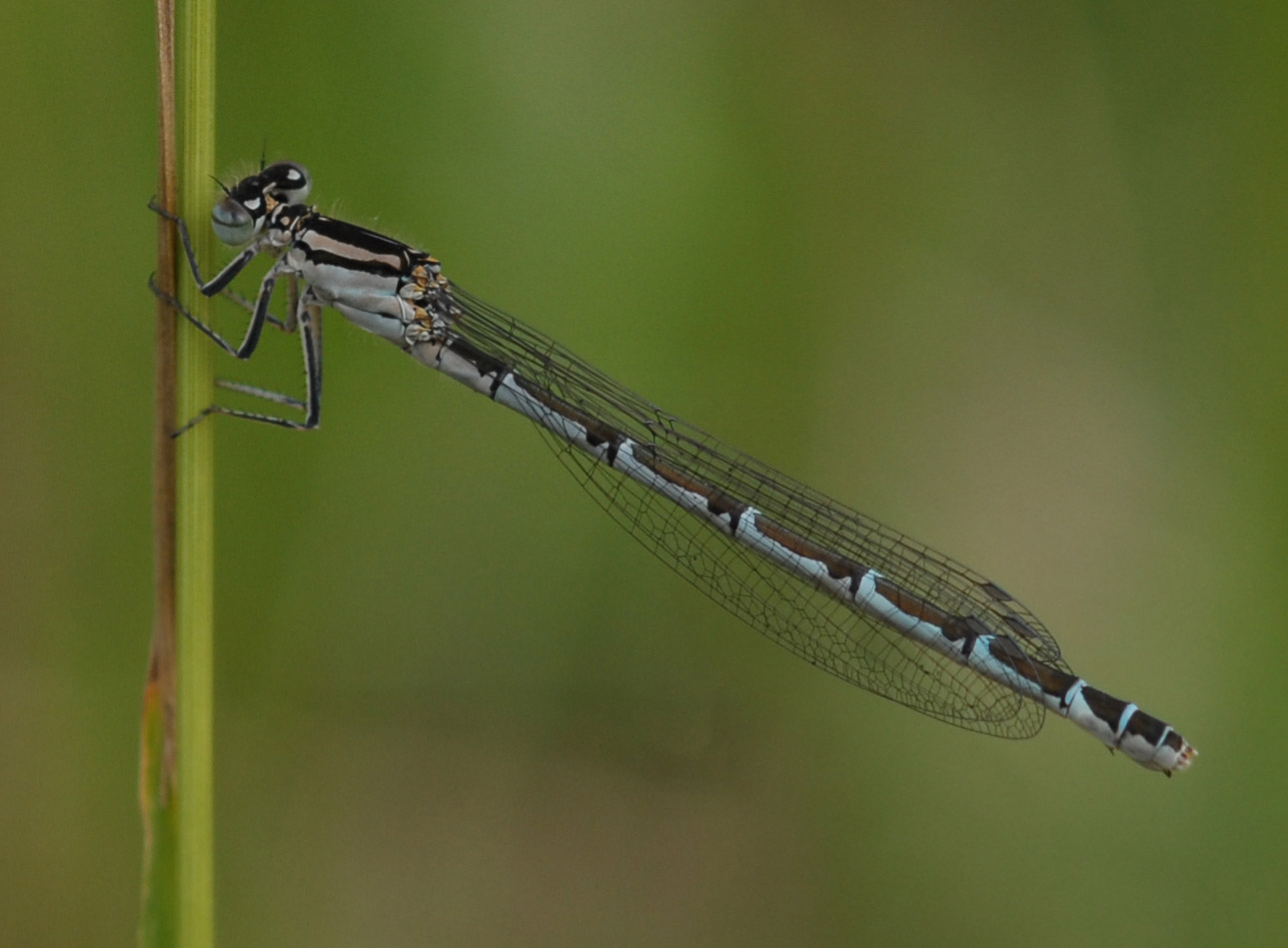 Agrion porte coupe enallagma cyathigerum f 11 06 11