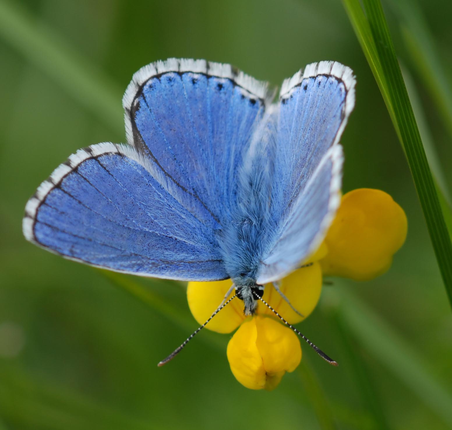 Argus bleu celeste lysandra bellargus dessu 28 08 10