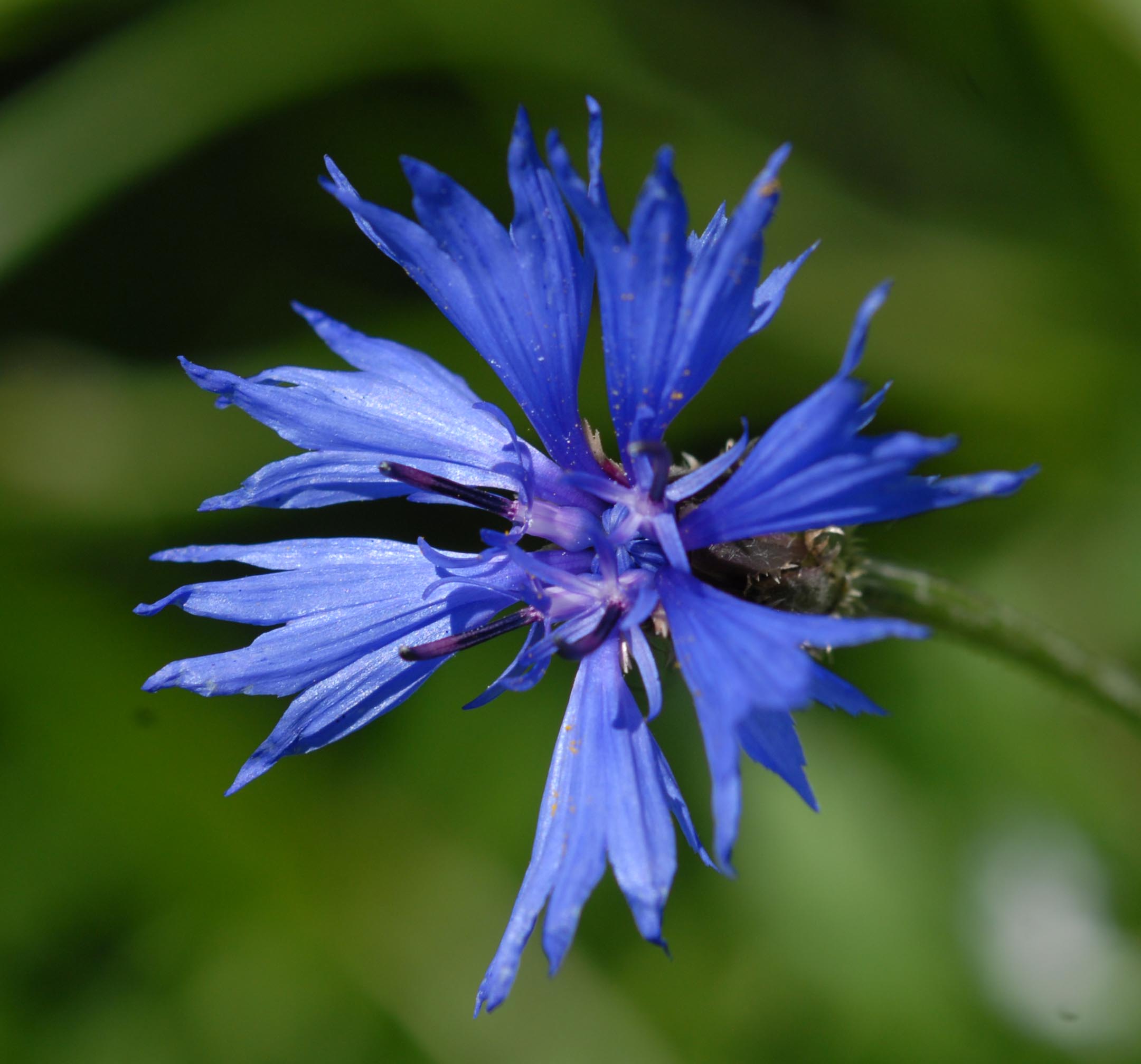 Bleuet des champs 09 06 10 1 