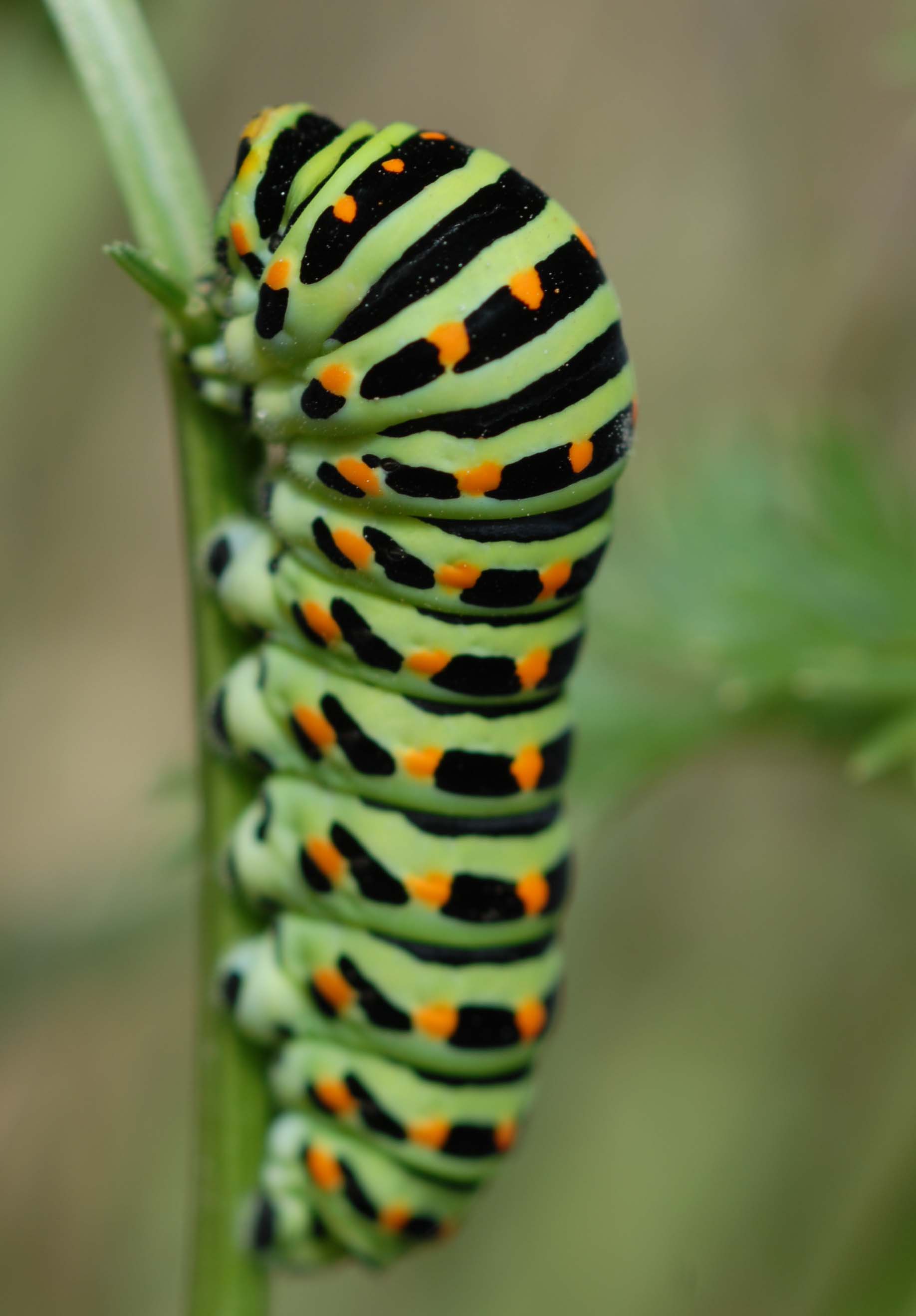 Chenille machaon 15 09 09 4 