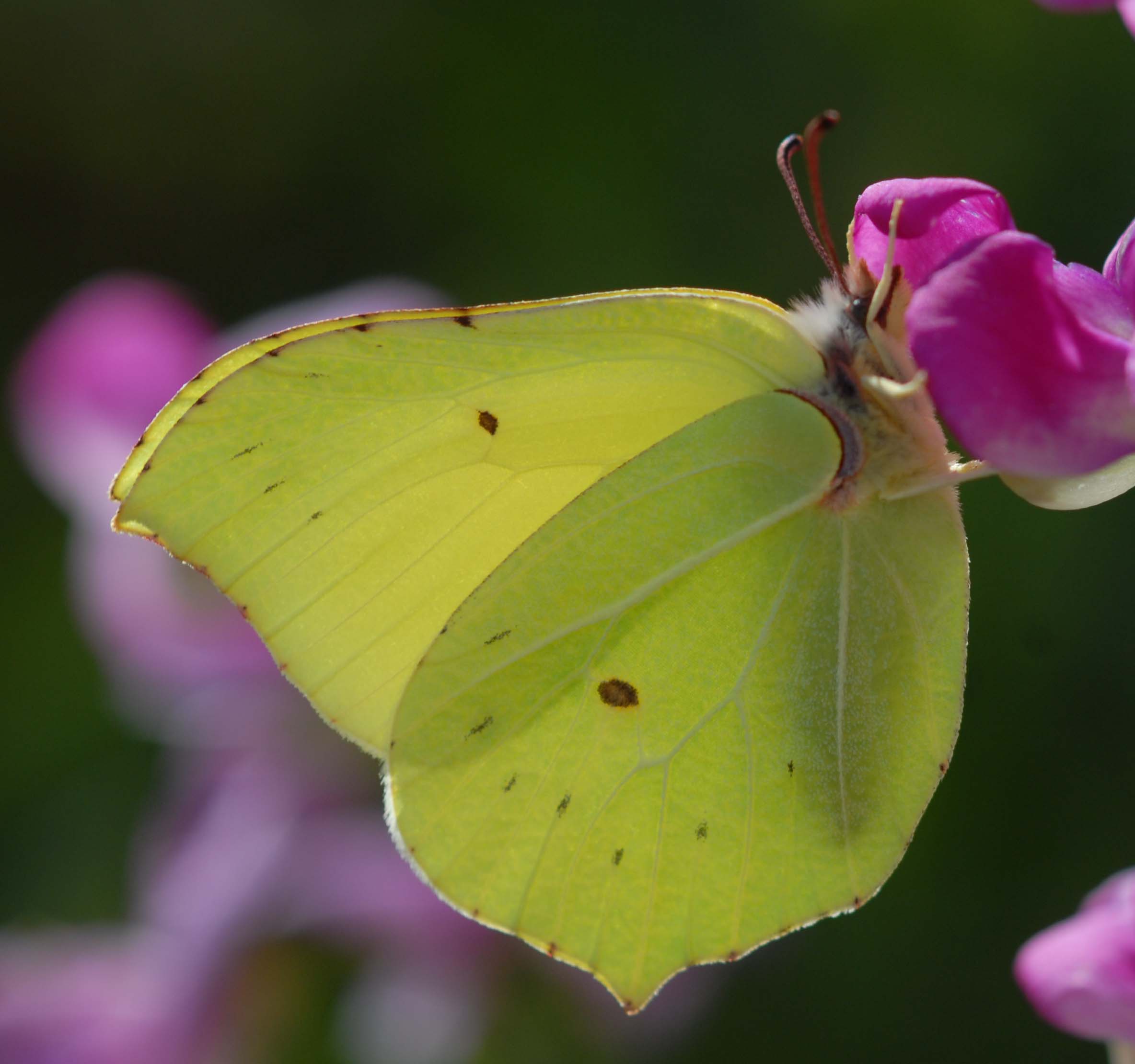 Citron gonepteryx rhamni 12 07 11 3 