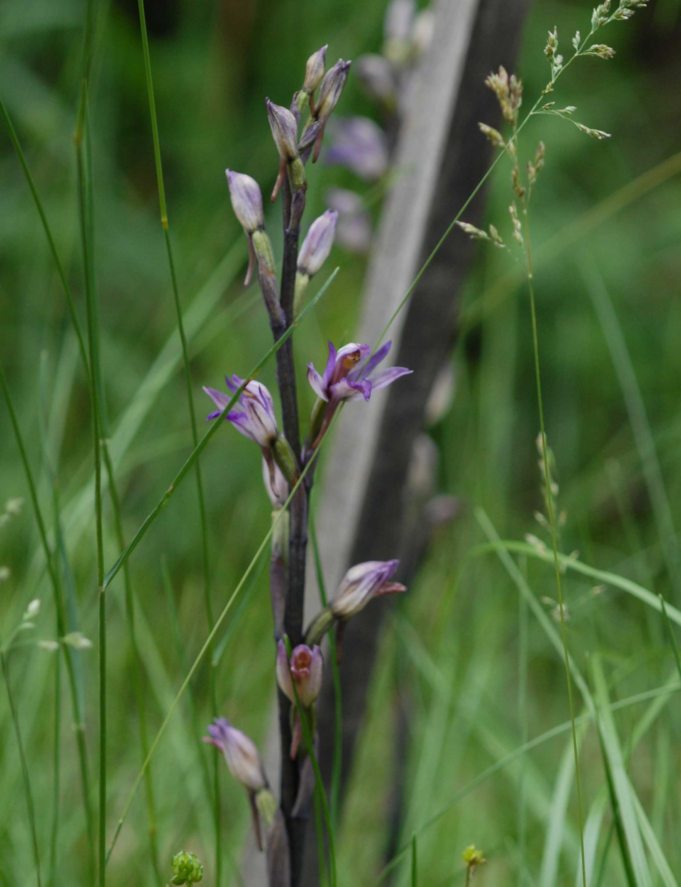 Limodore a flles avortees limodorum abortivum 12 06 10 1 