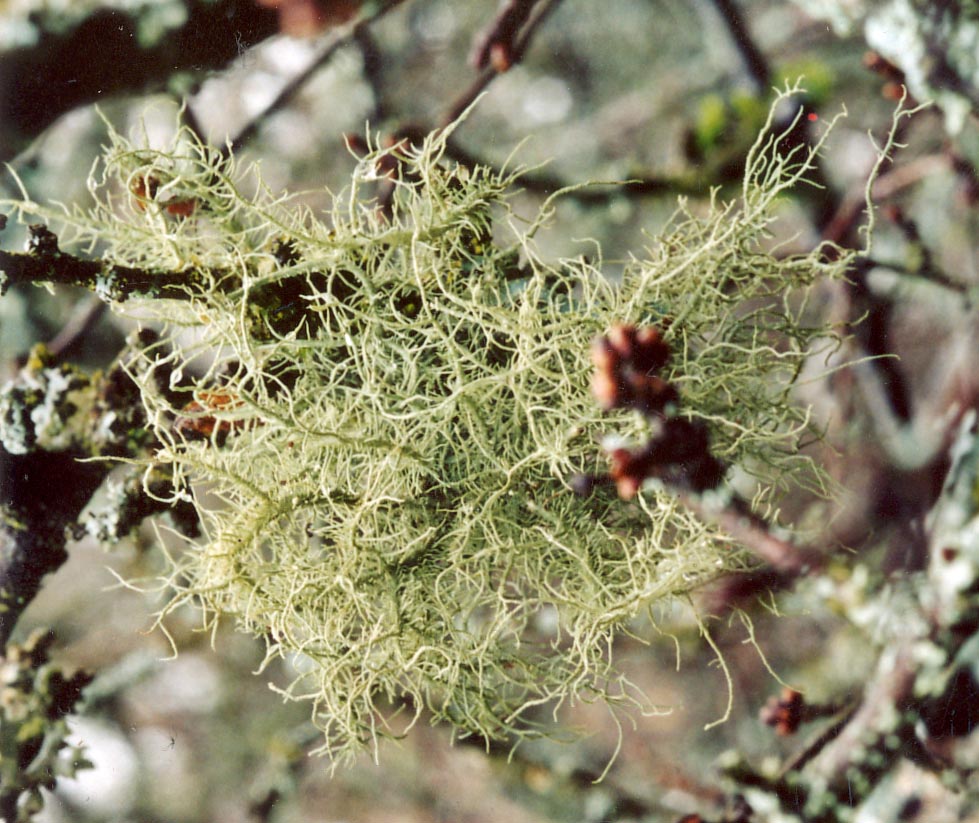 Usnea