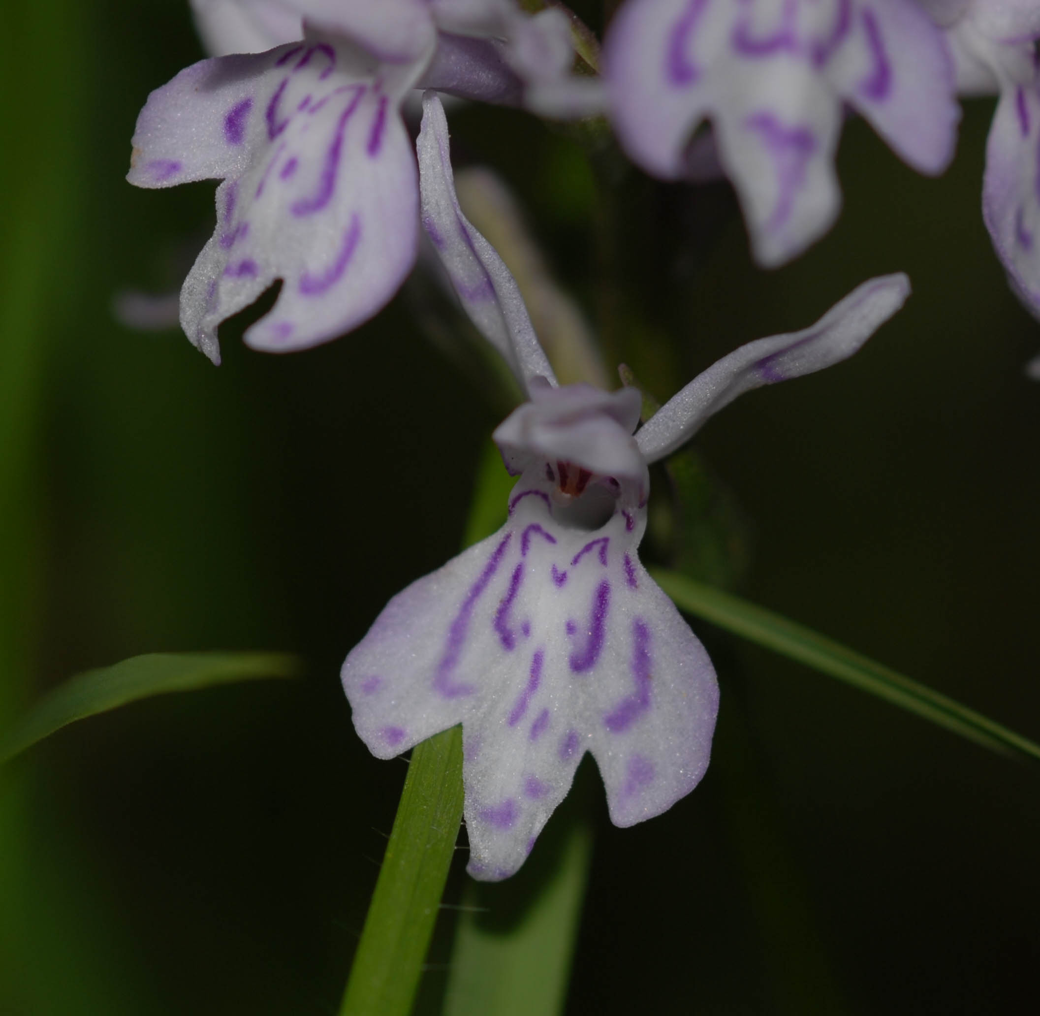 Orchis de fuchs dactylorhiza fuchsii 14 06 10 4 