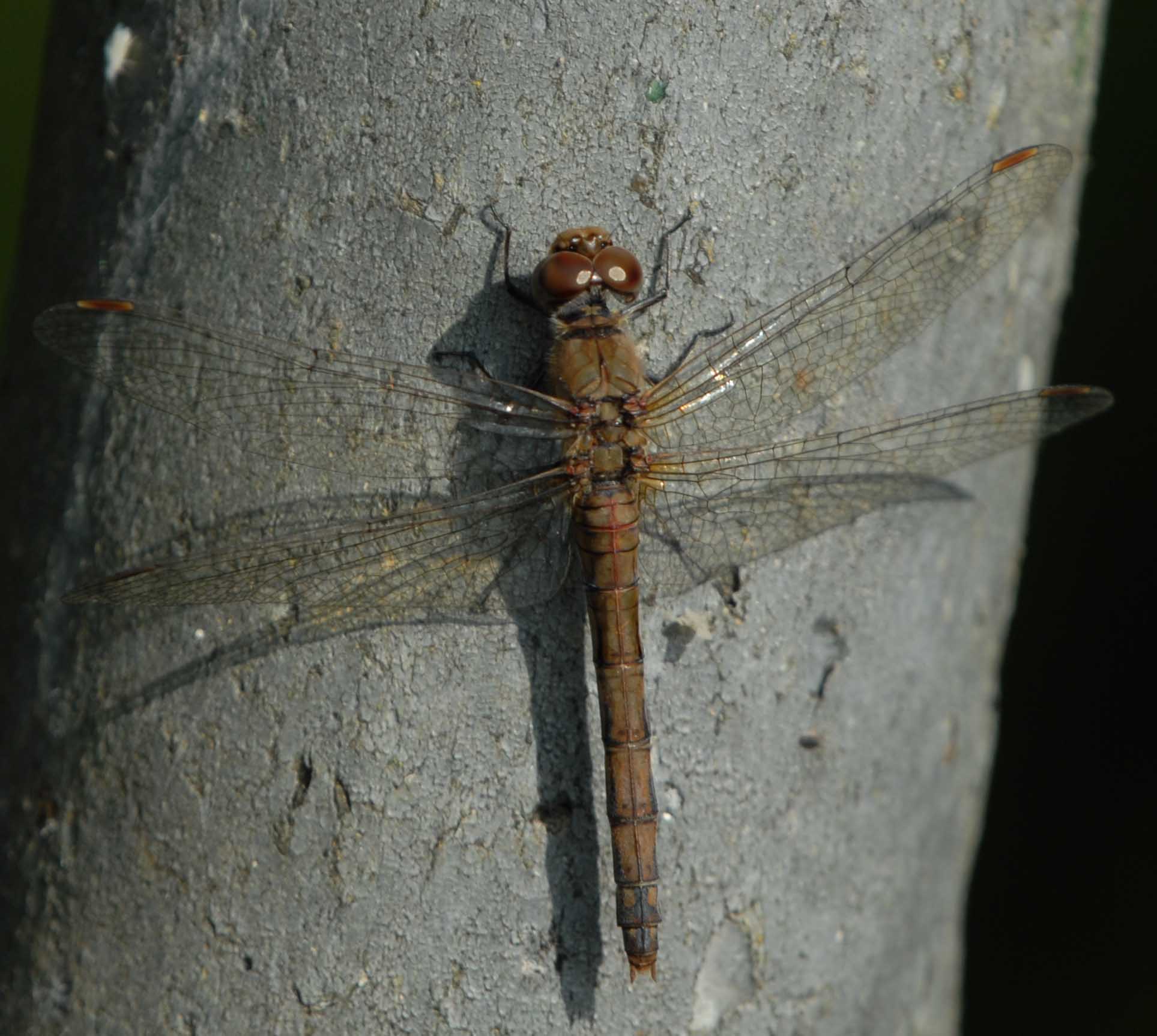 Aeschne des joncs aeshna juncea 14 10 07 1 