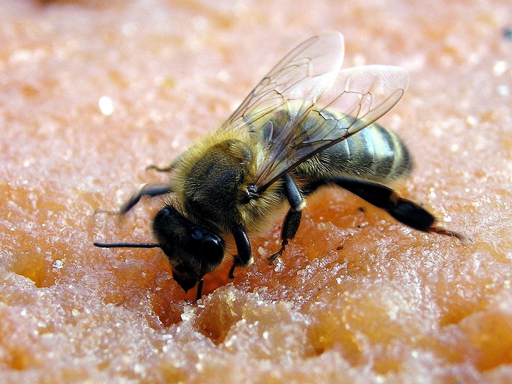 Abeilles 14 09 05 002 jpg1
