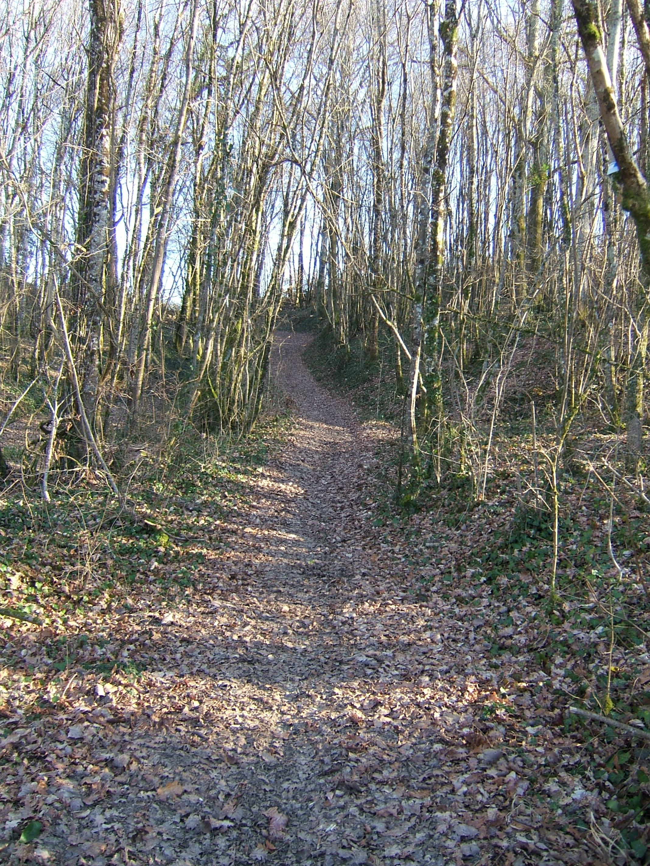 DSCF2539