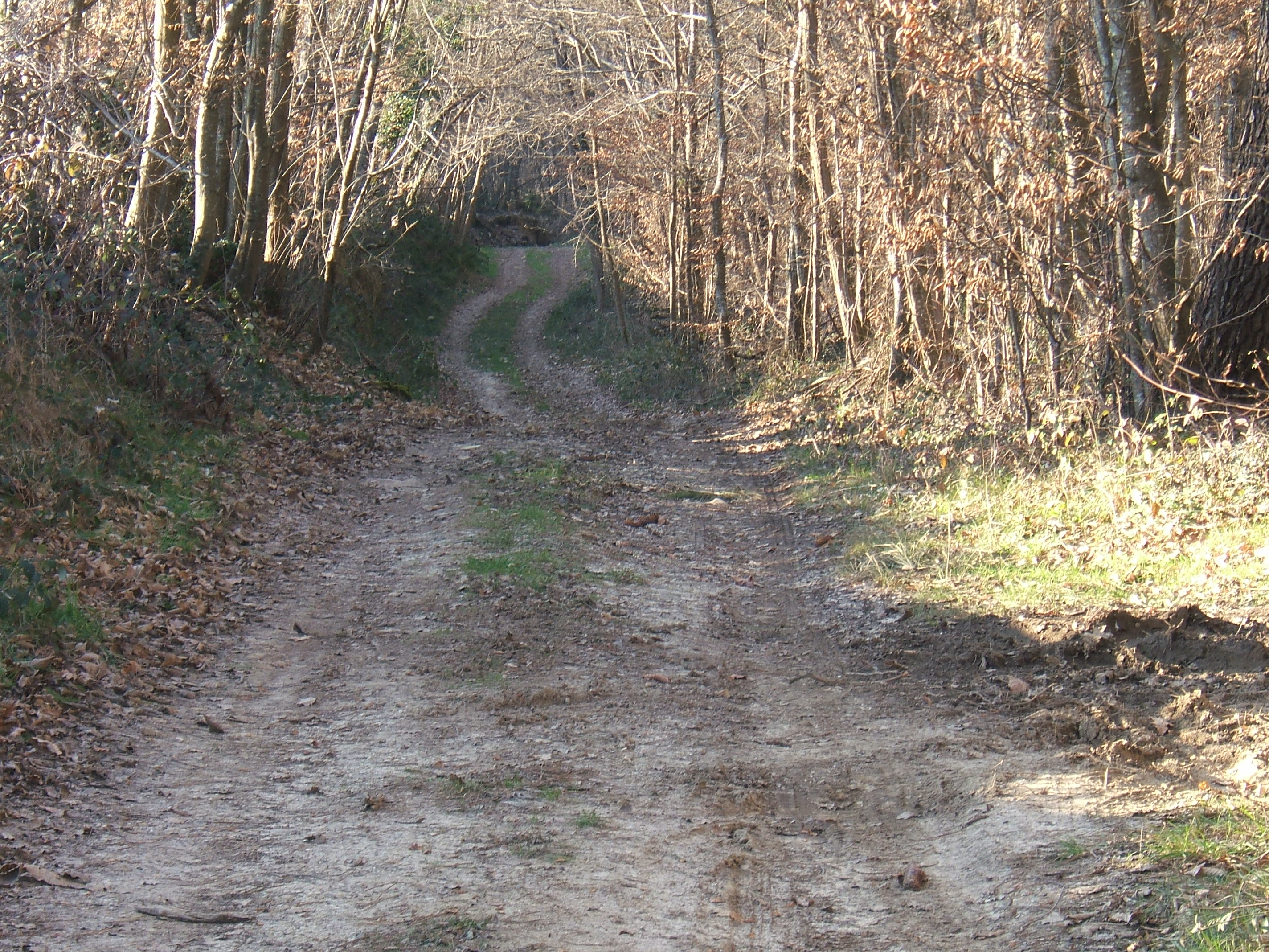 DSCF2544