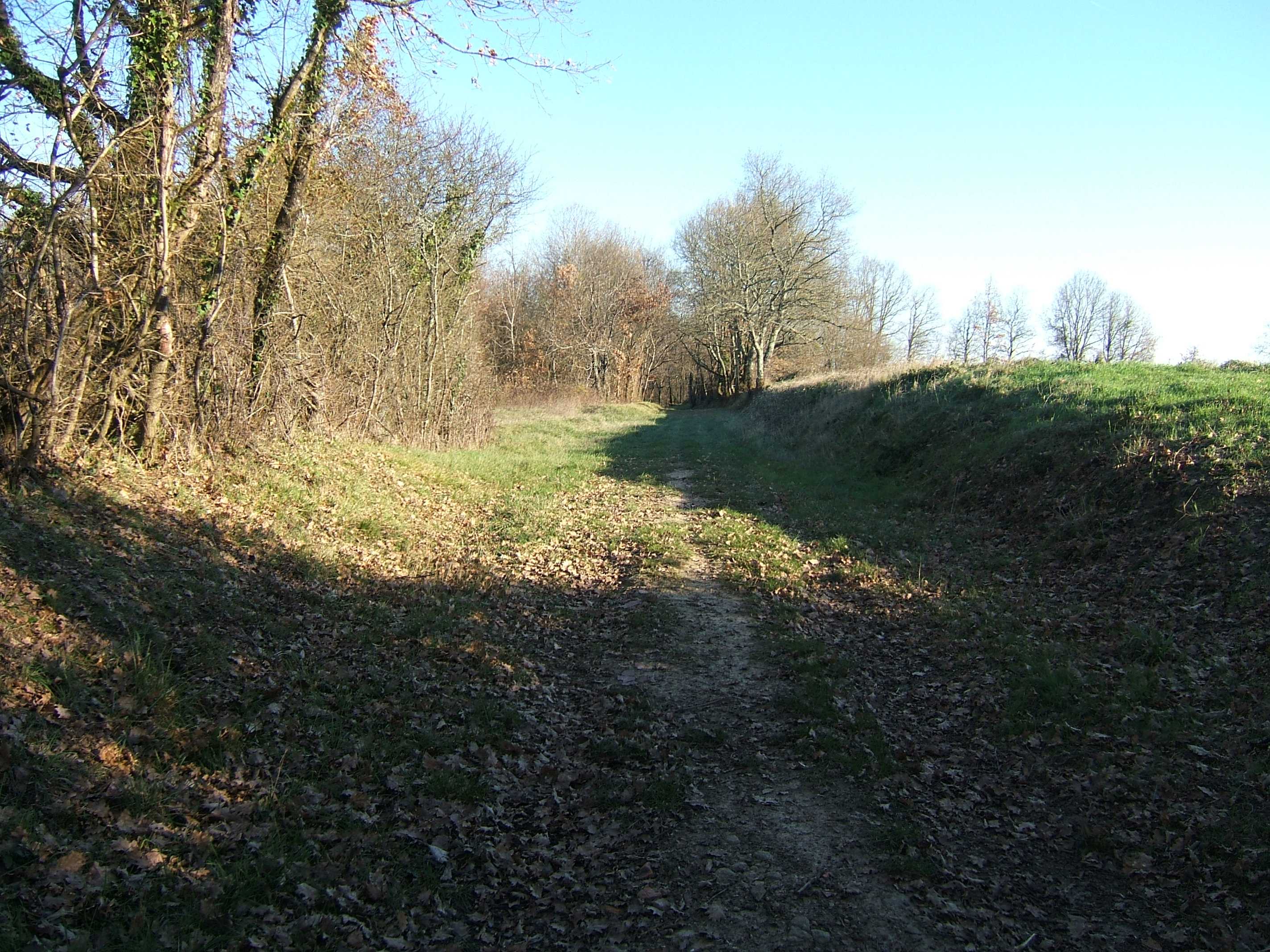 DSCF2547