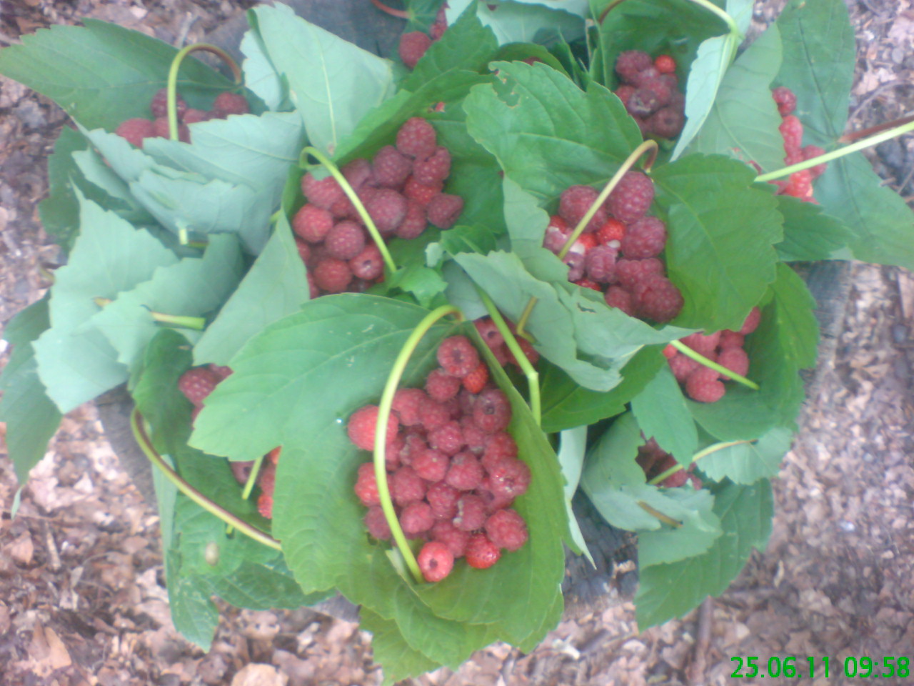 Panier feuille erable