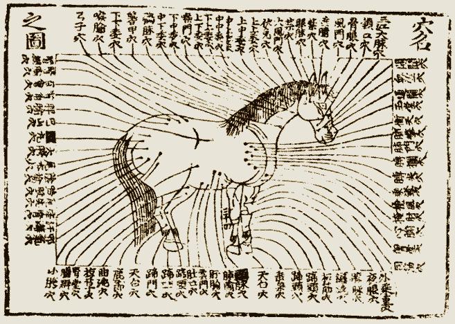 Gravure acu equine