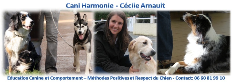 Cani harmonie