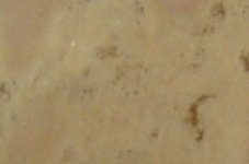 Beige rose