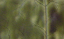 Vert azart