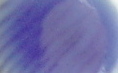 Bleu benjamin