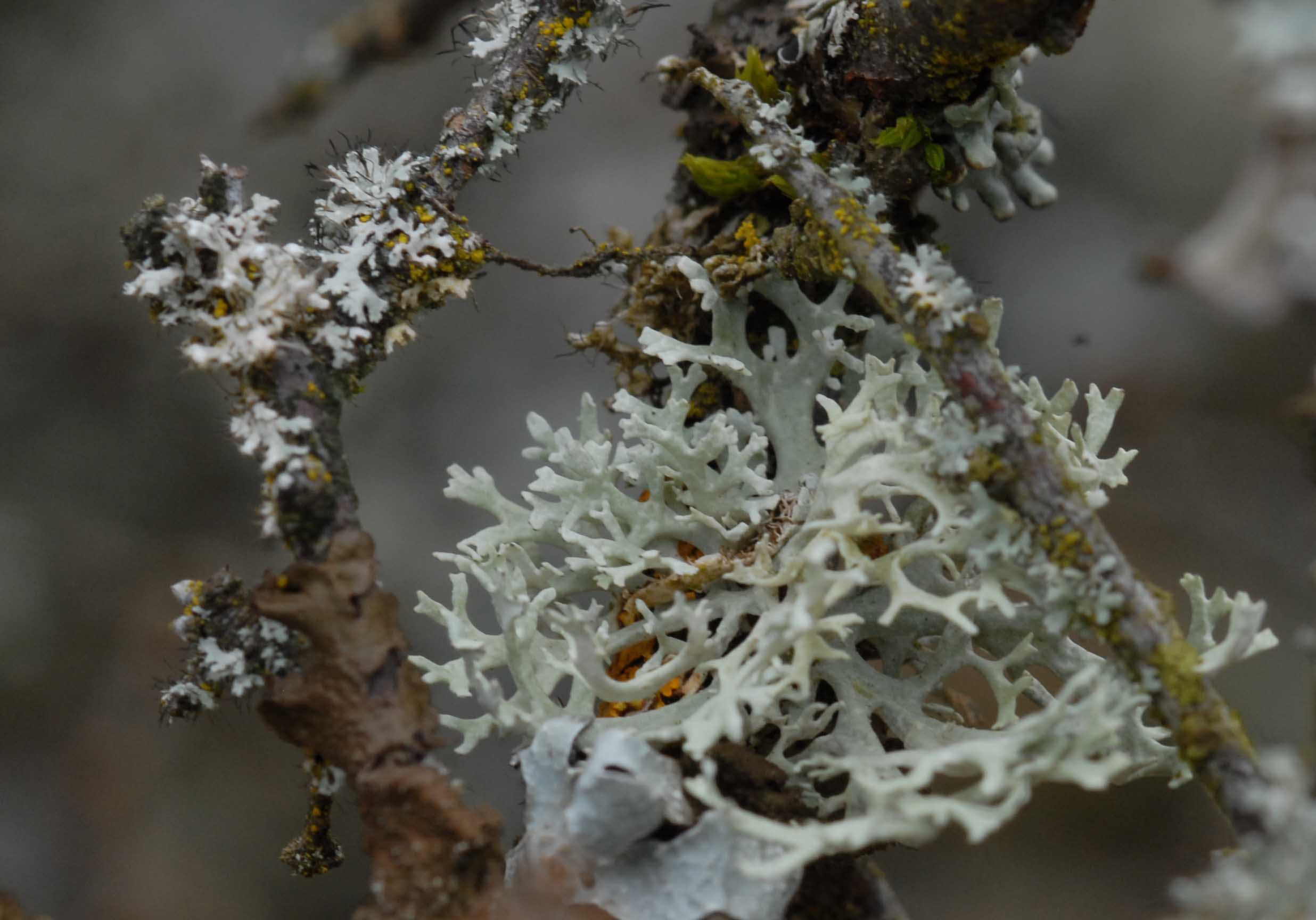 Lichen2