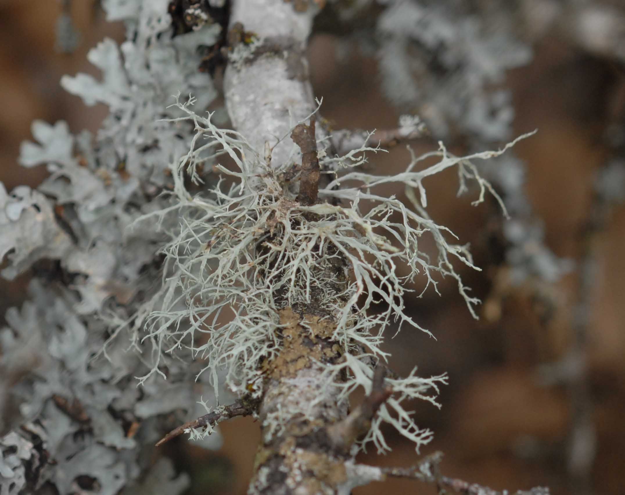 Lichen3