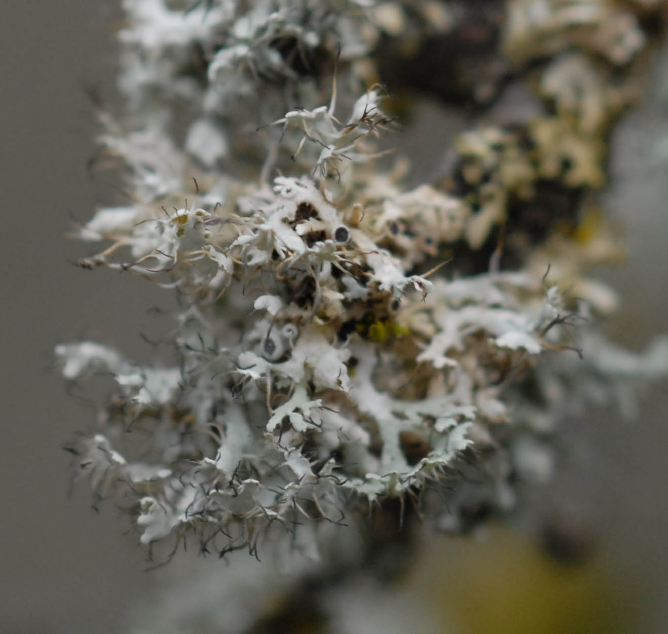 Lichen4