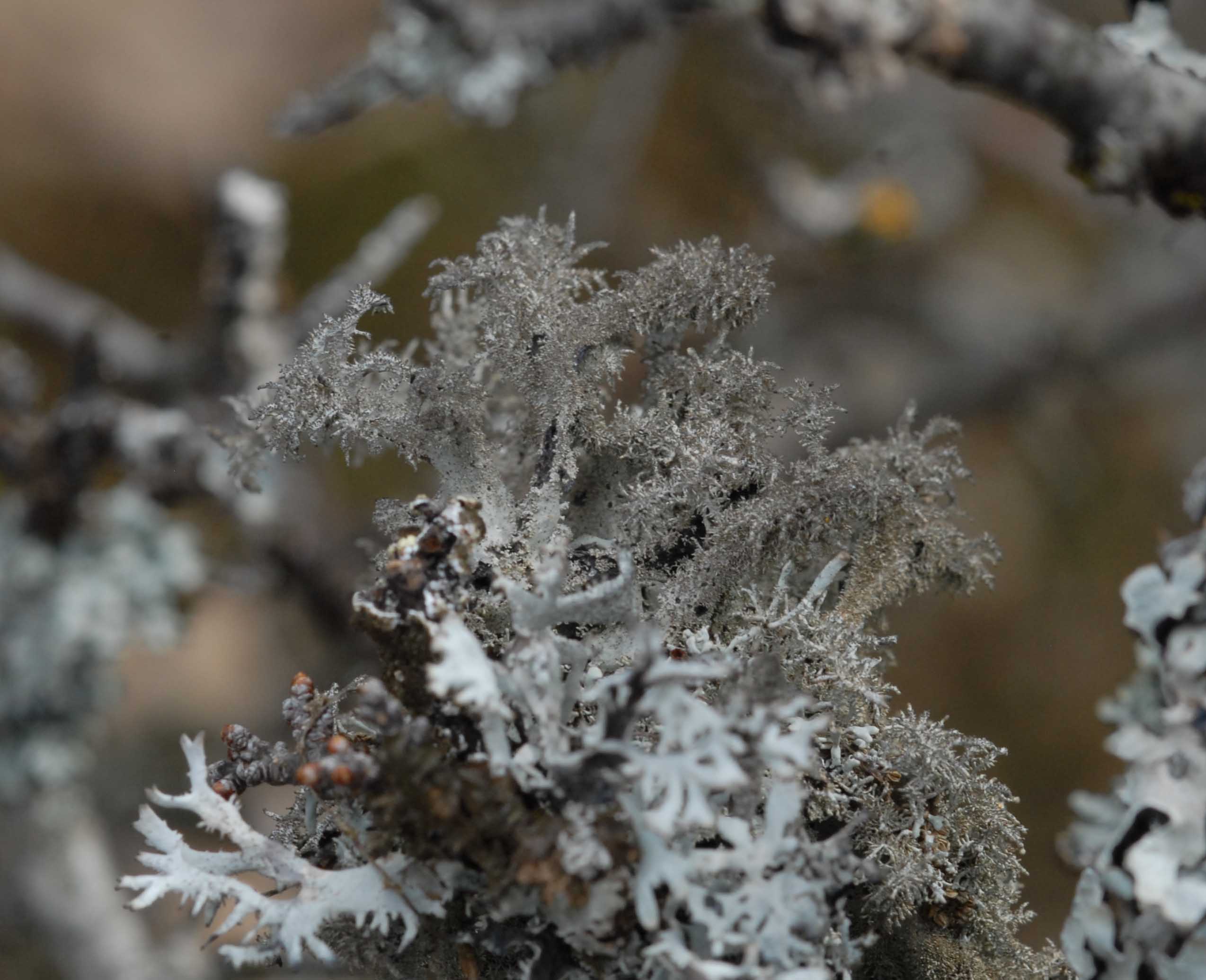 Lichen5