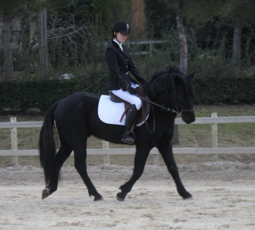Tornade dressage