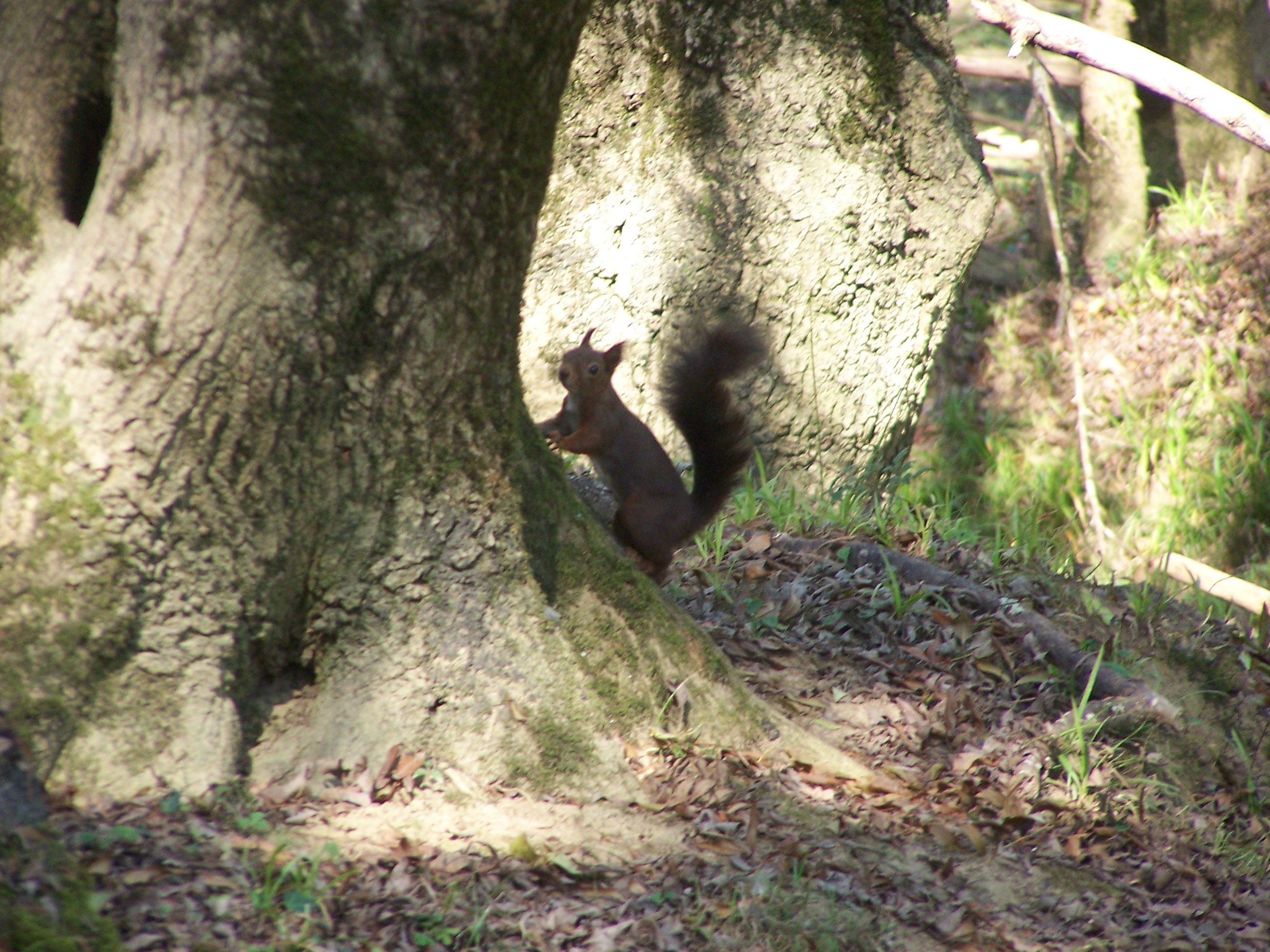 Ecureuil 2