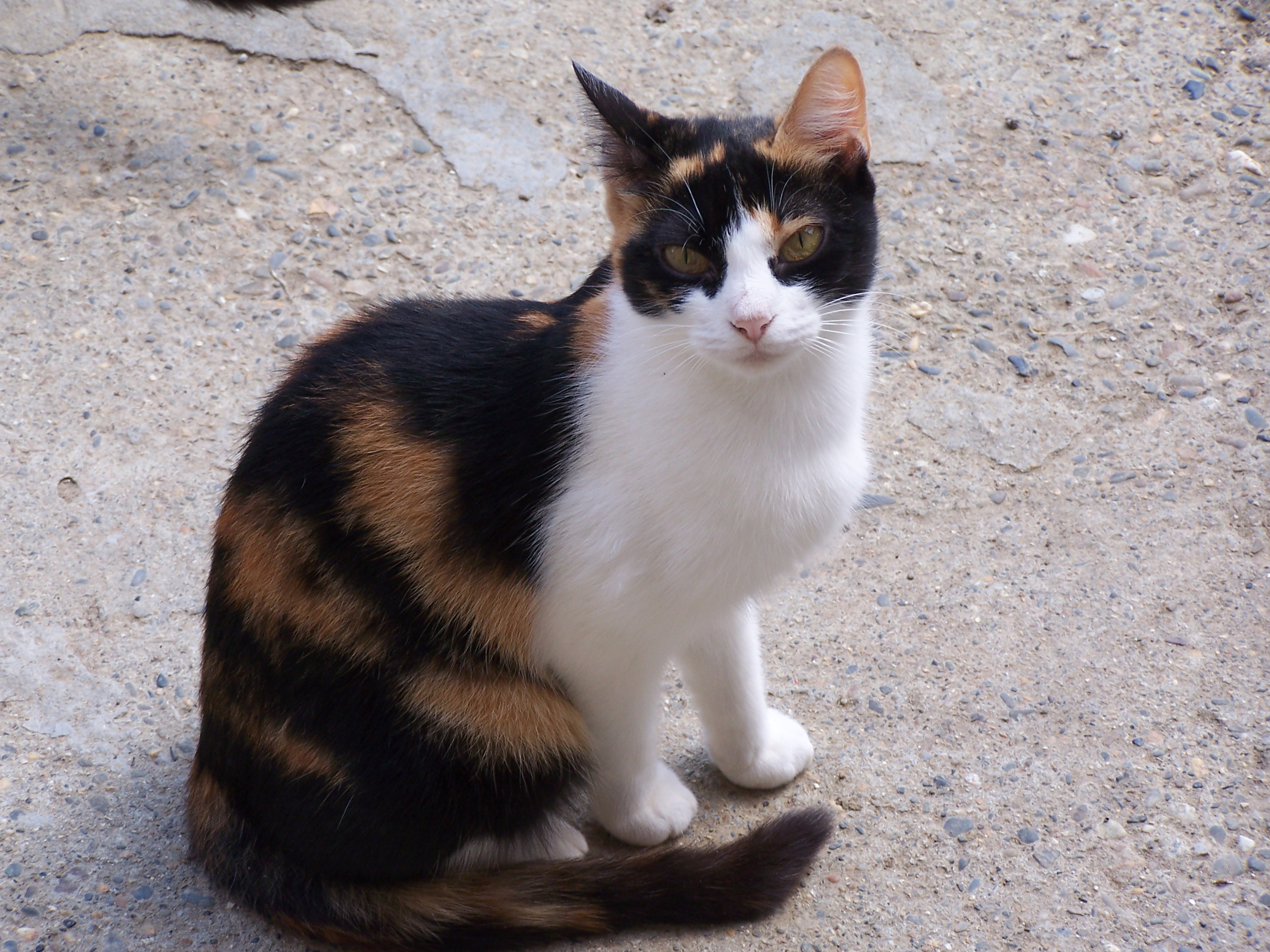 Voiture christian a verifier photos cantin 023