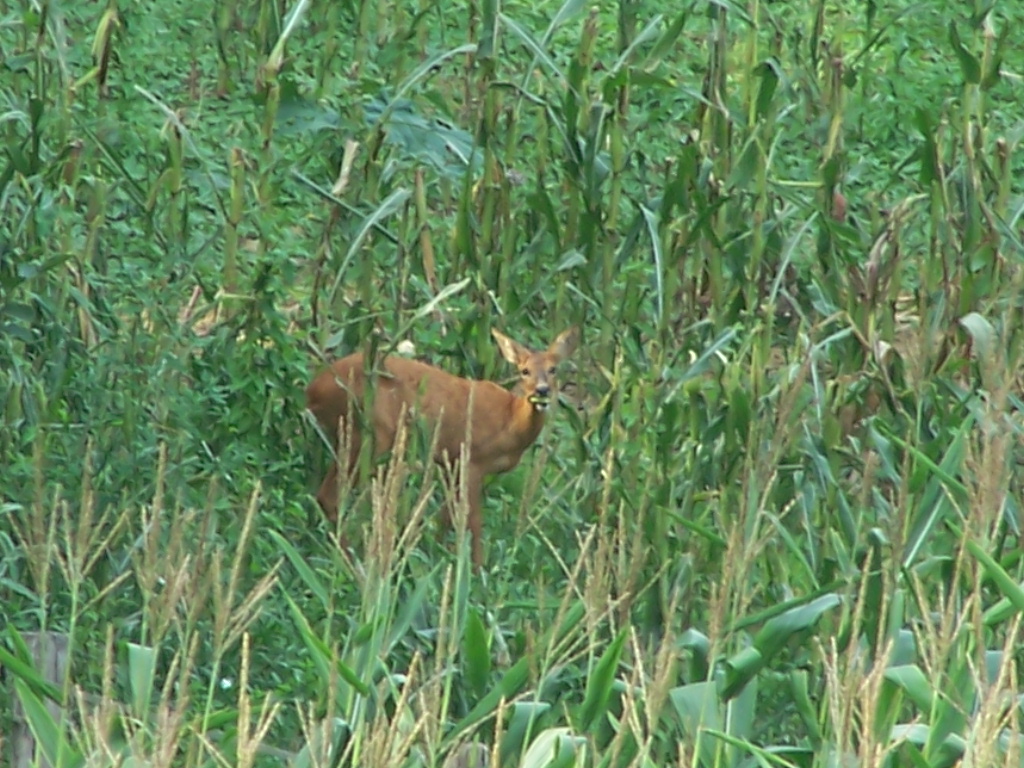 Photos maison et divers a trier sept 2010 178