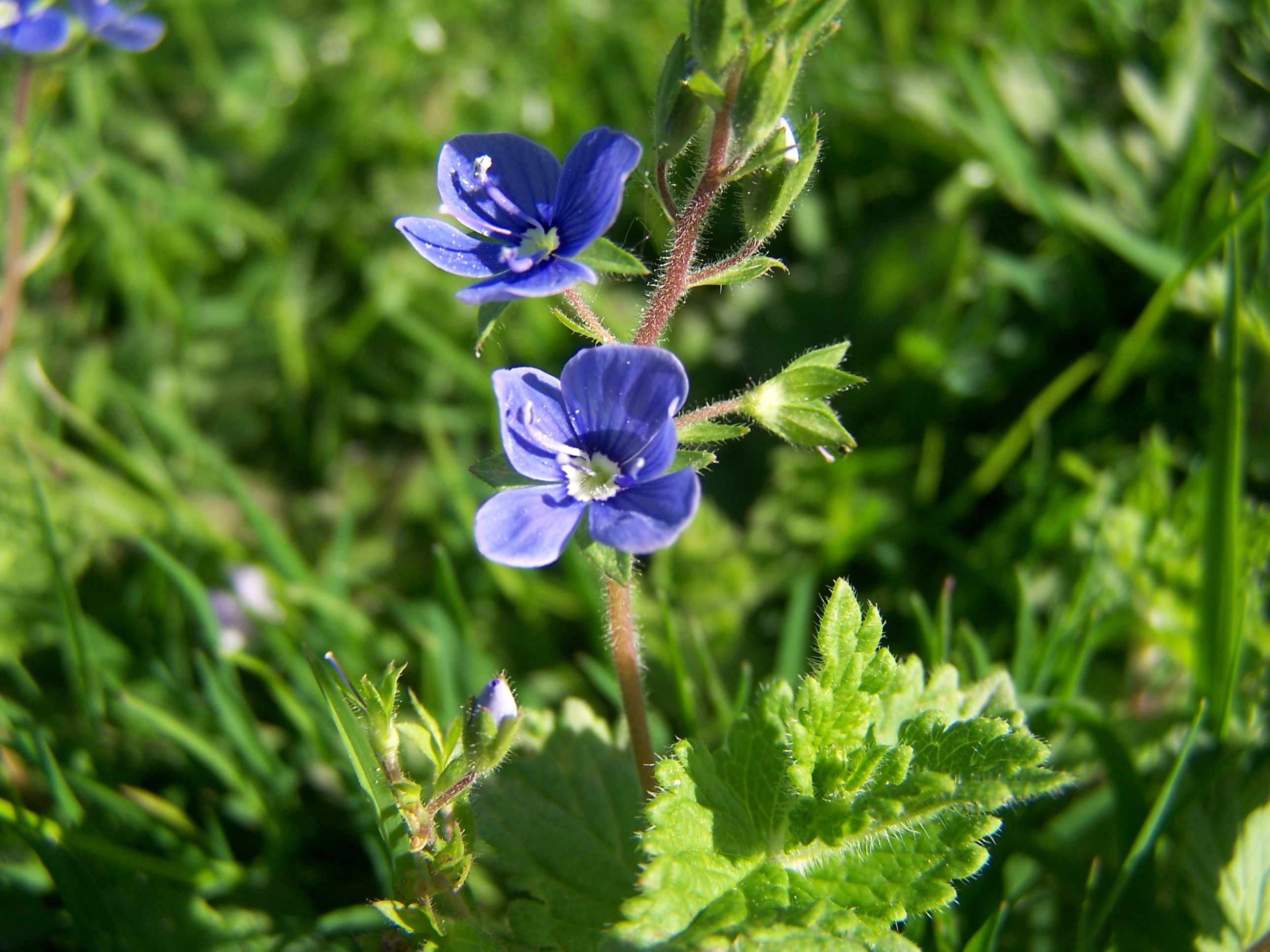 Fleurissement mars 2011 112