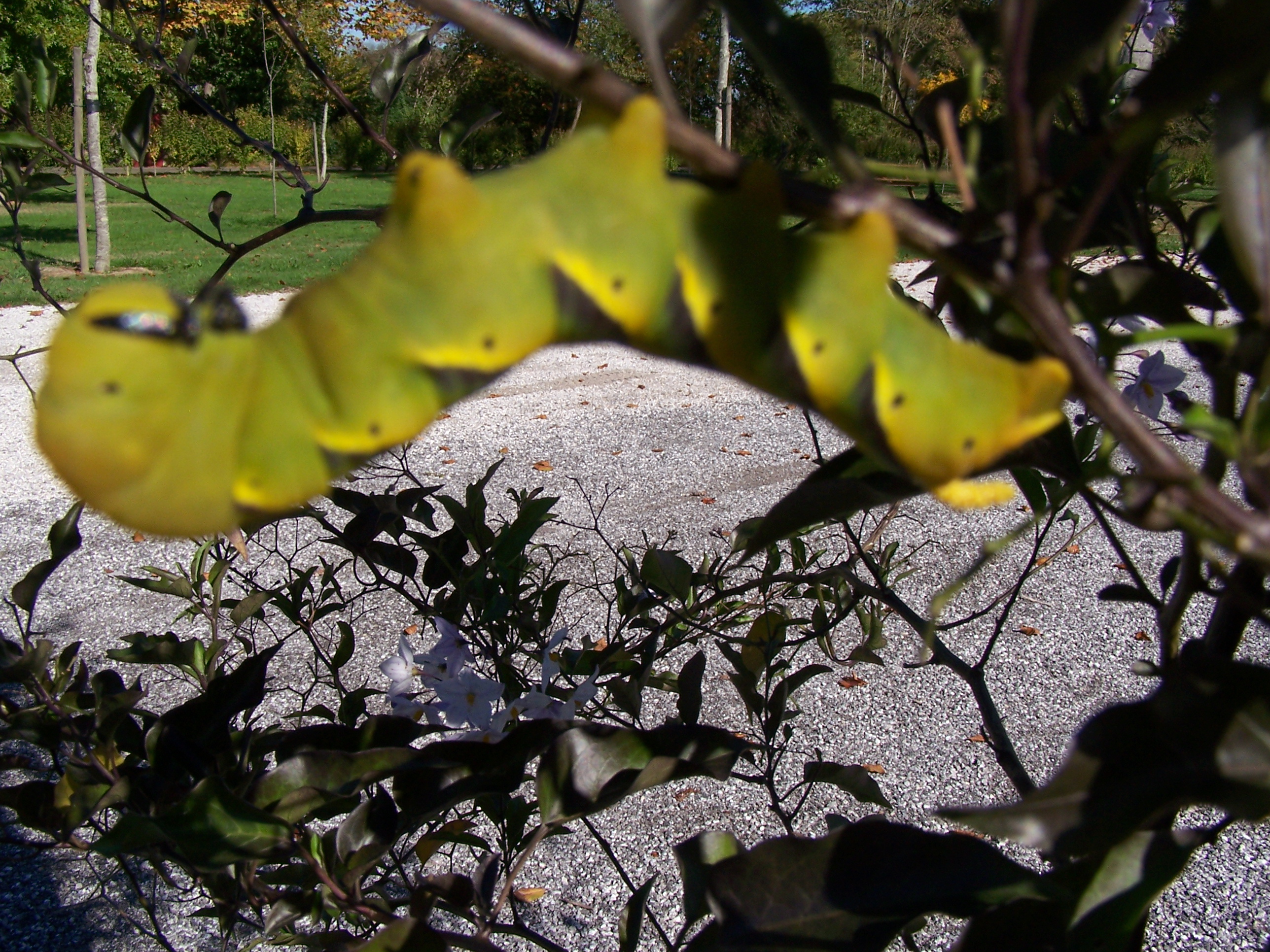 Champignons 2009 140