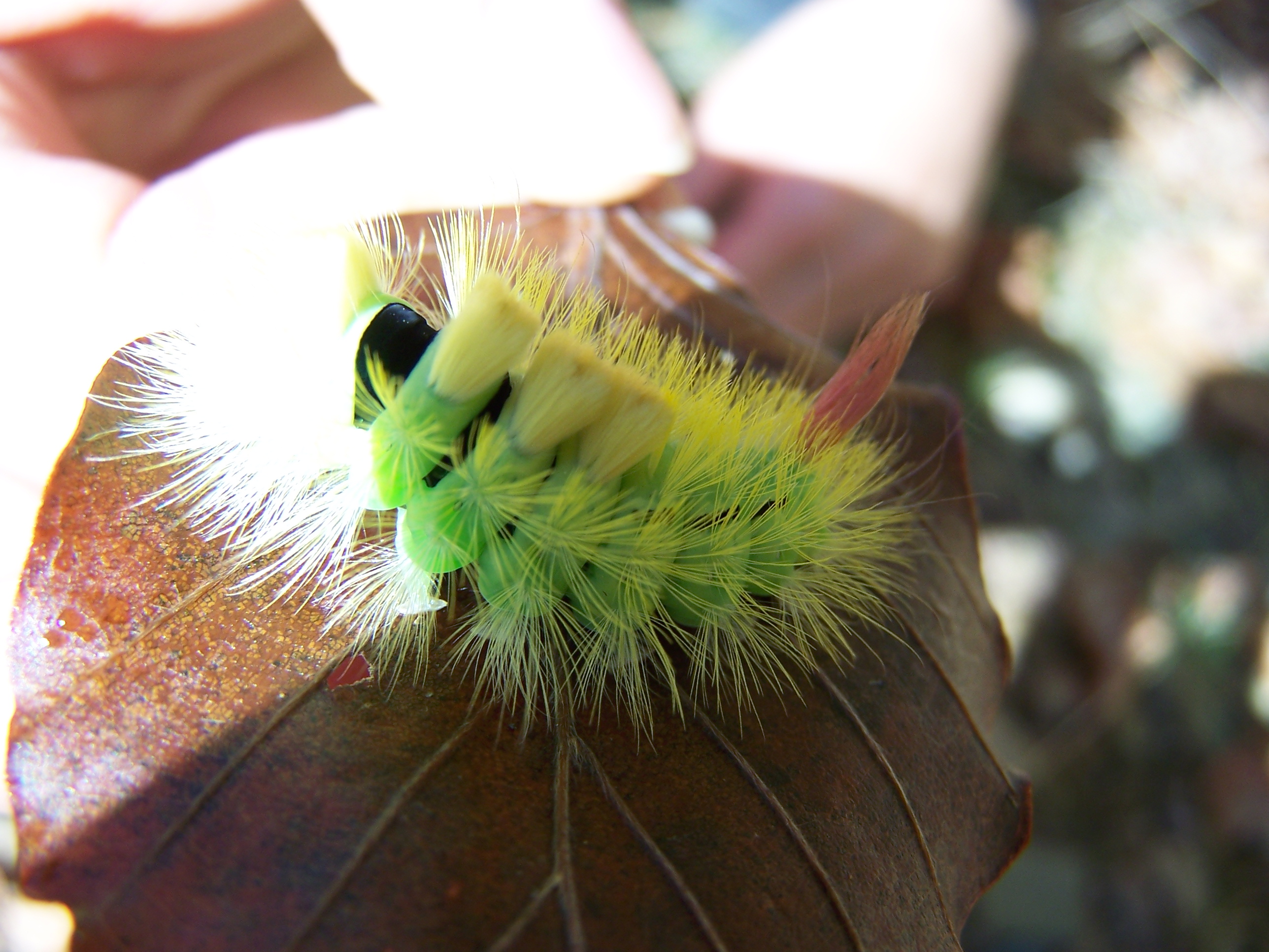 Champignons 2009 028