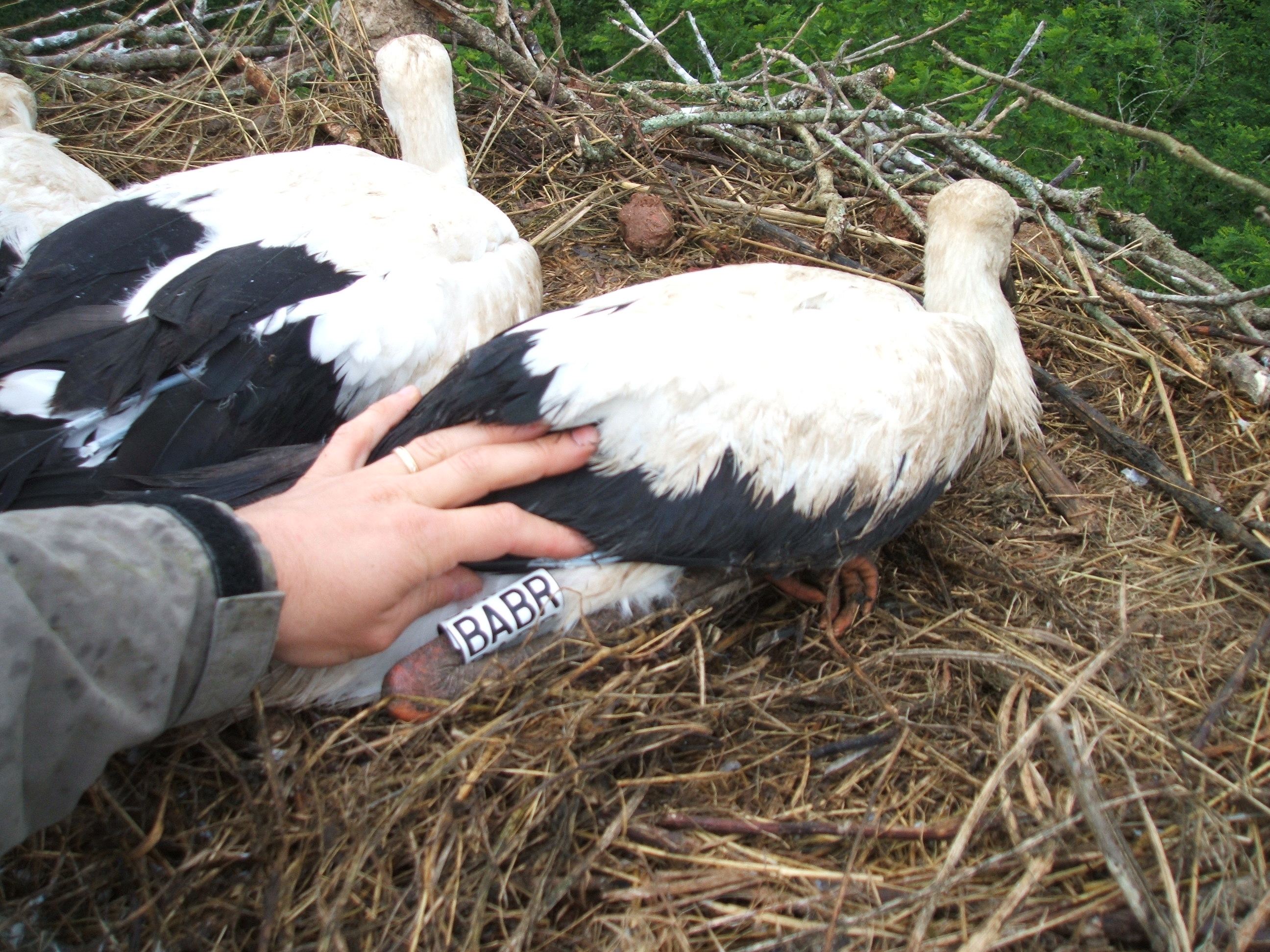 Baguage cigognes heugas juin 2010 006