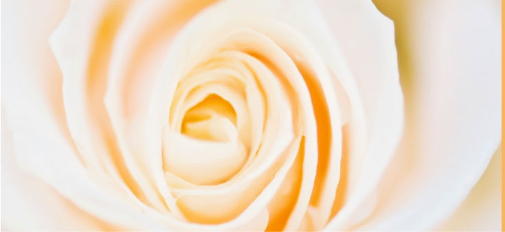 Rose arriere plan