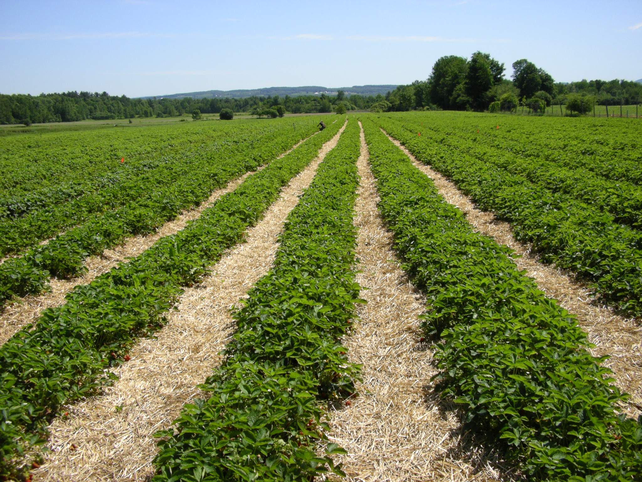 Champ de fraises