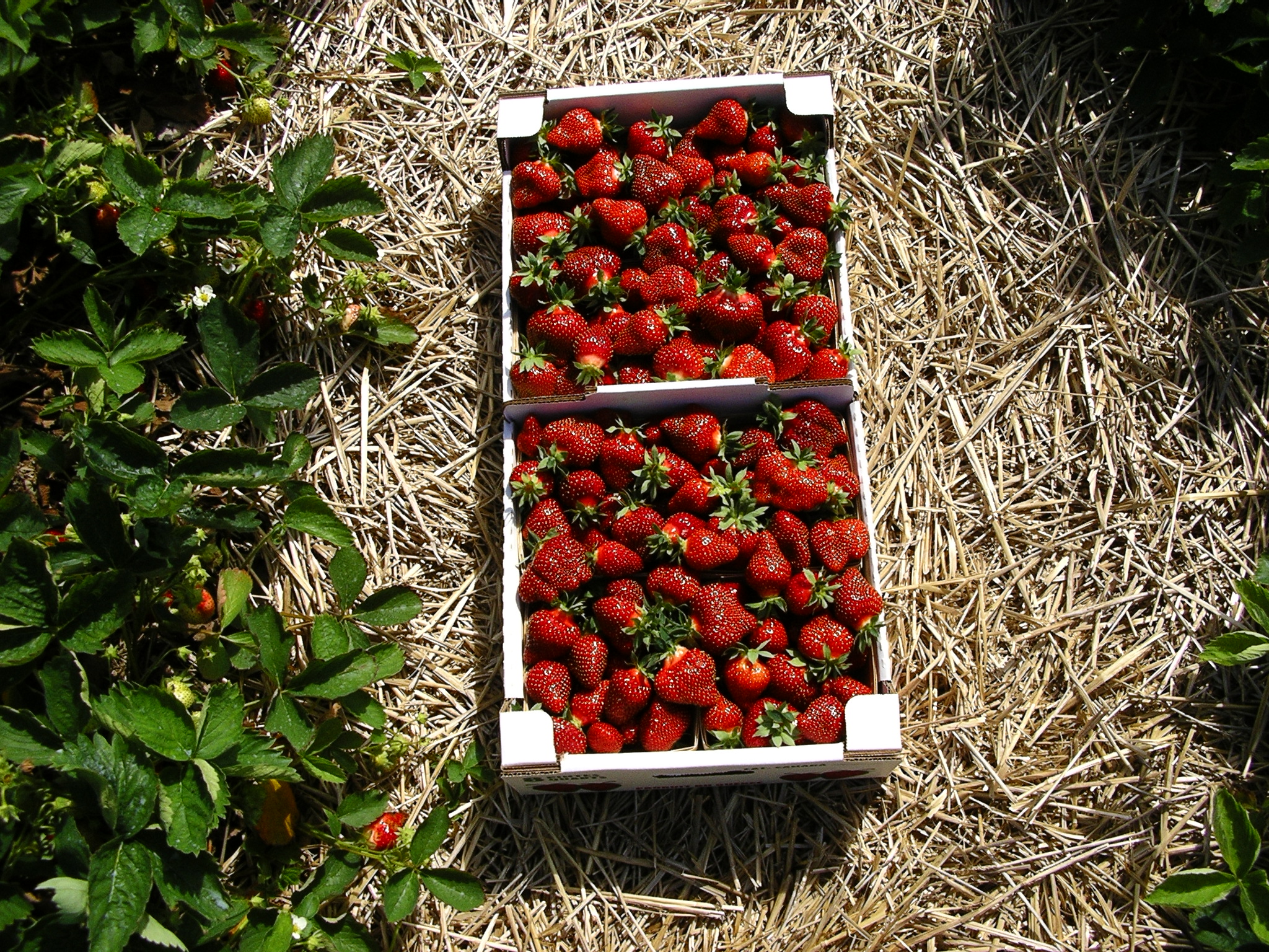Fraises 2 