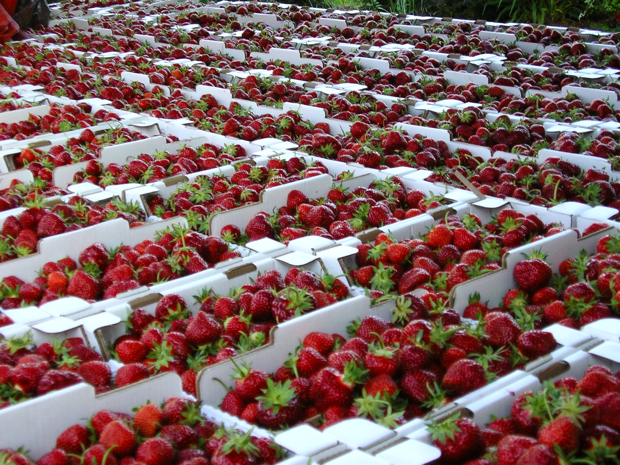 Fraises 10 