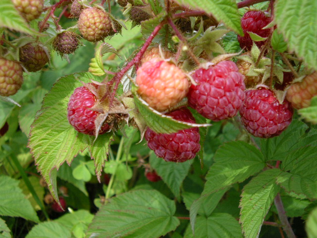 Framboises 2007 025