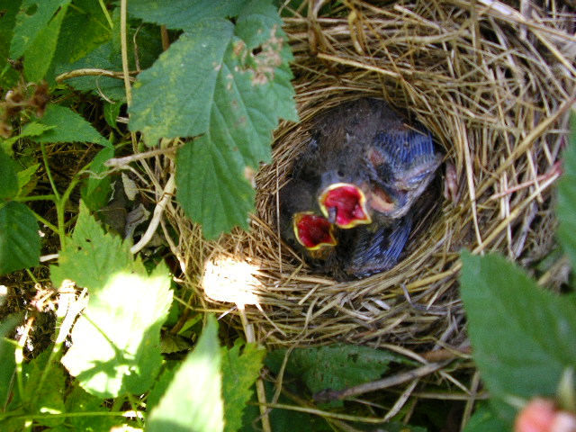 Framboises 3 
