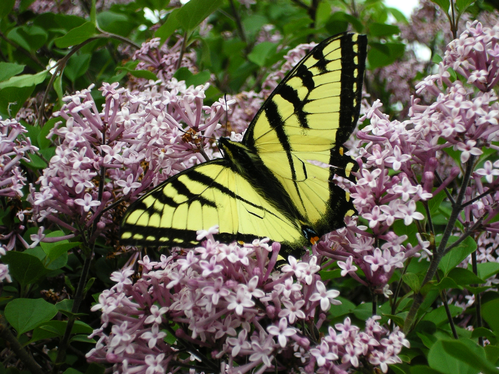 Papillon