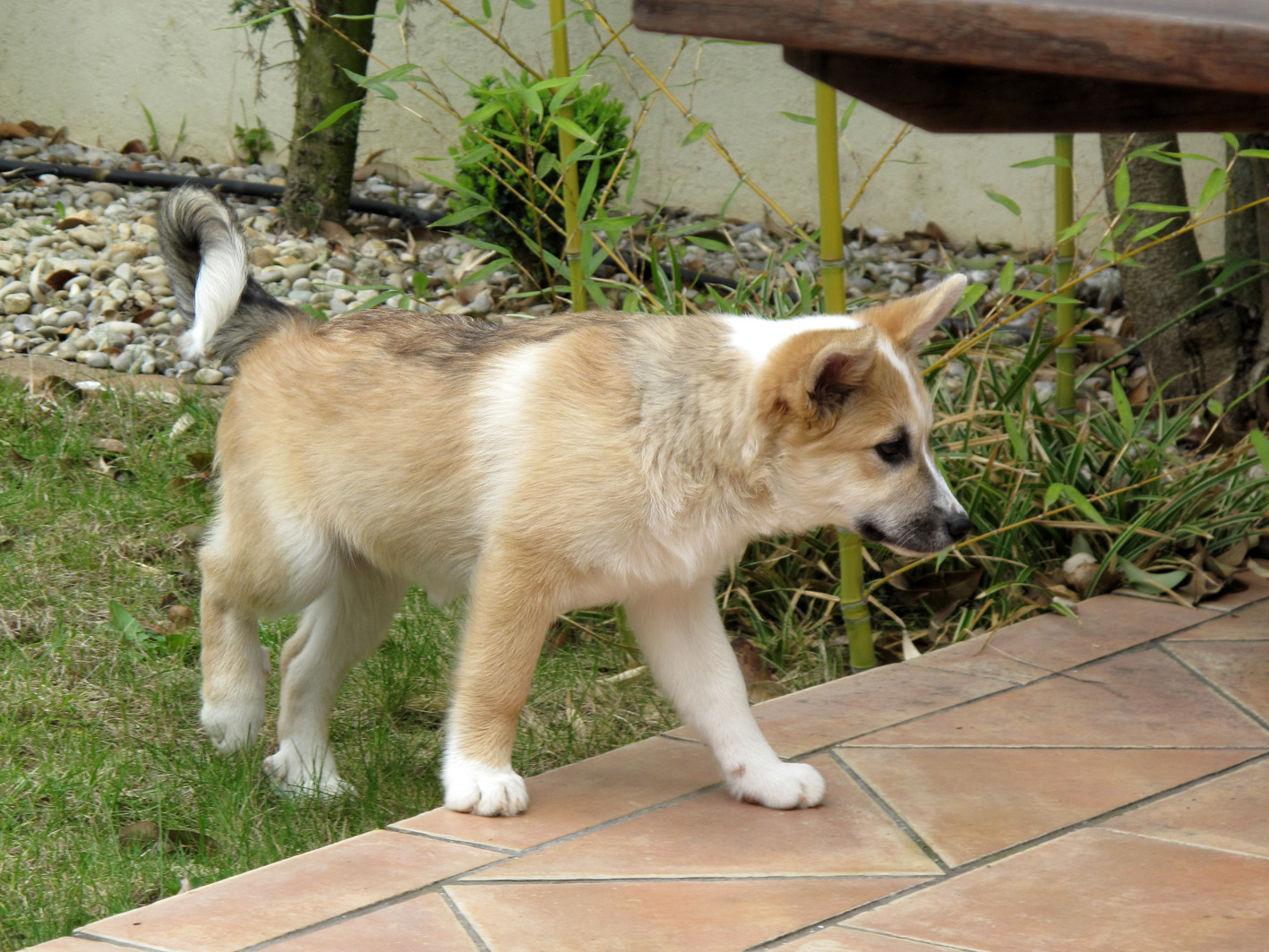 HINOA, Berger d'Islande, 3 mois