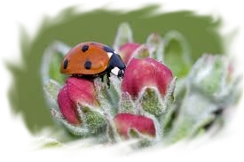 Coccinnelle