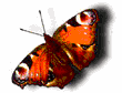 Animaux papillon 1