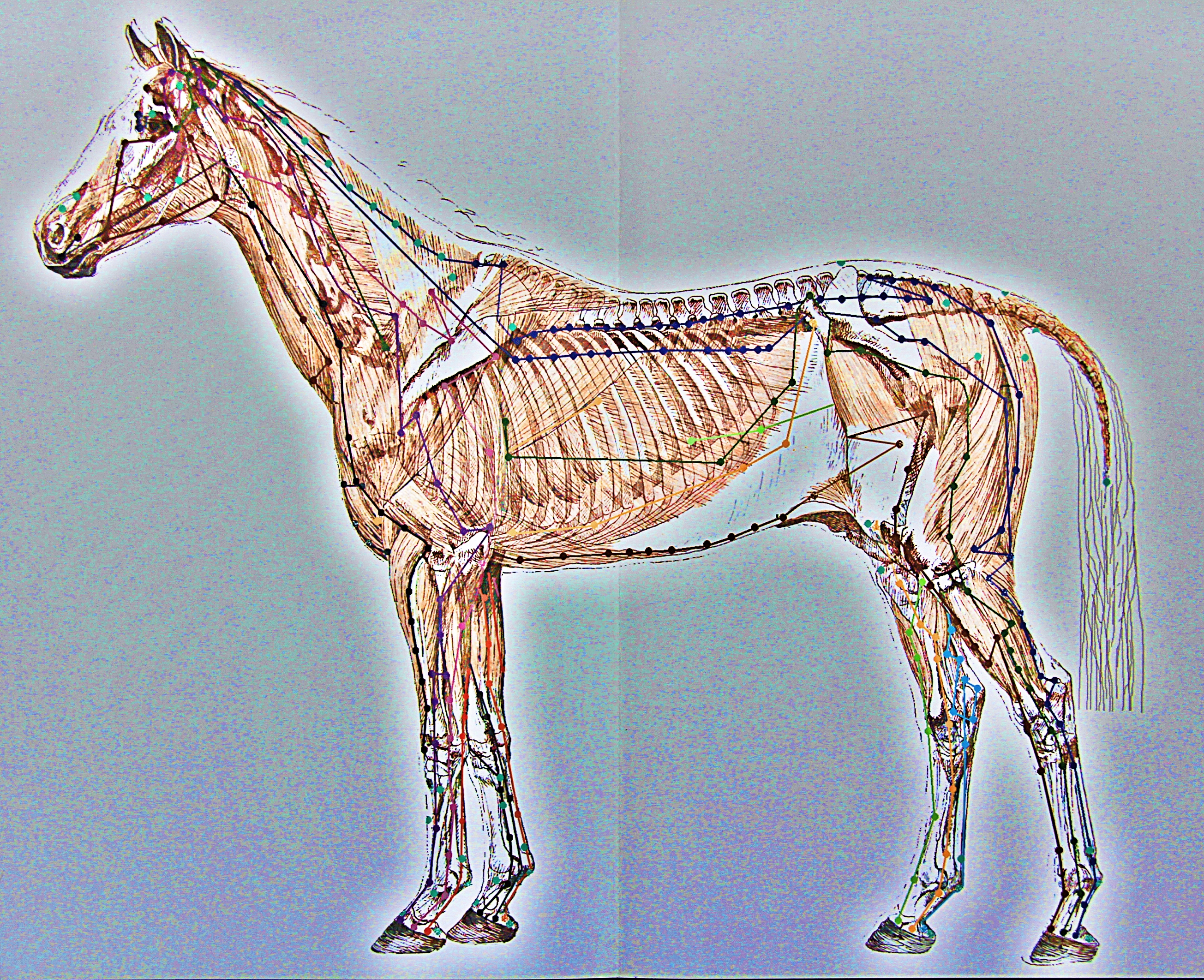 Cheval