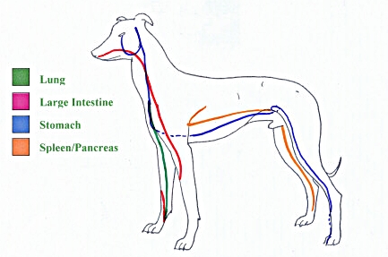 Chien4