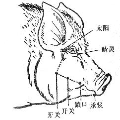 Cochon