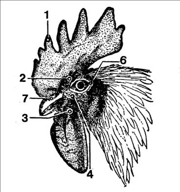 Copie de COQ